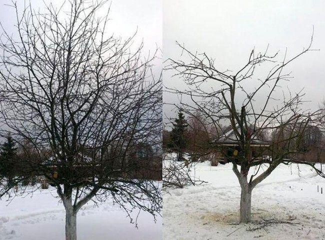 Обрезка деревьев